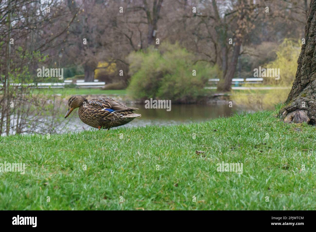 Anatre nel Parco Ujazdowski, Varsavia, Polonia Foto Stock