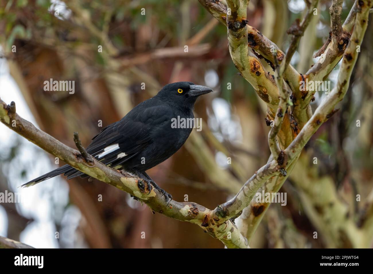 Currawong pied (Strepera graculina) arroccato su ramo di eucalipto. Bunya Mountains, Queensland Australia Foto Stock