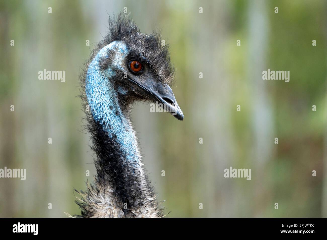 Ritratto di capo dell'UEM (Dromaius novaehollandiae) Foto Stock