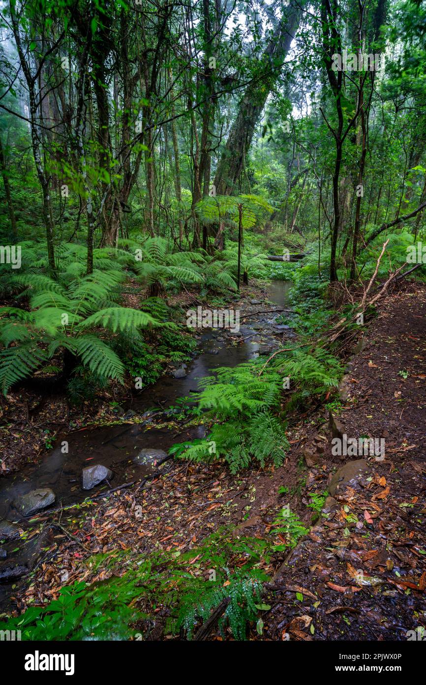 Felci di albero che fiancheggiano piccolo torrente, Bunya Mountains National Park Queensland, Australia. Foto Stock