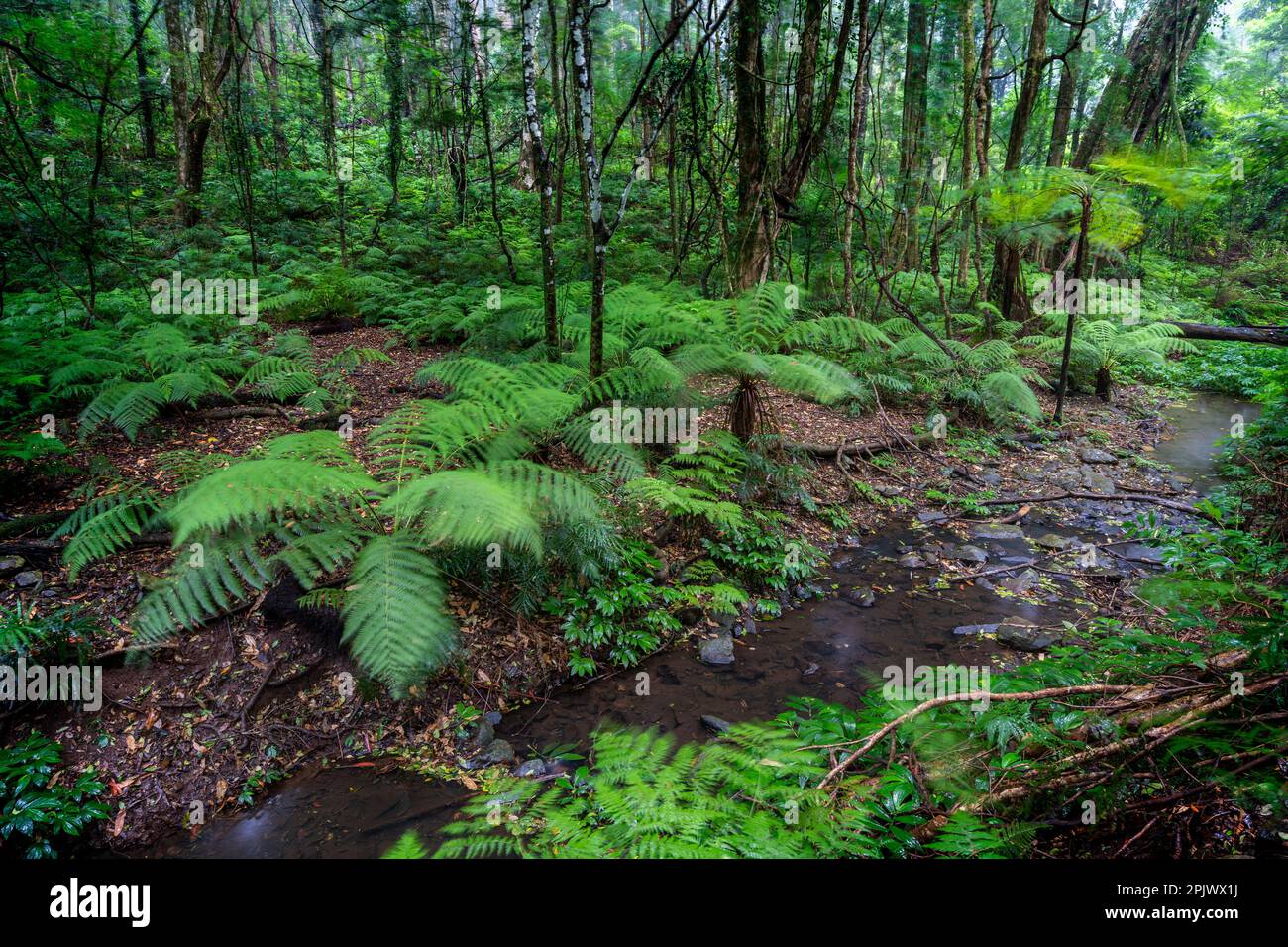Felci di albero che fiancheggiano piccolo torrente, Bunya Mountains National Park Queensland, Australia. Foto Stock