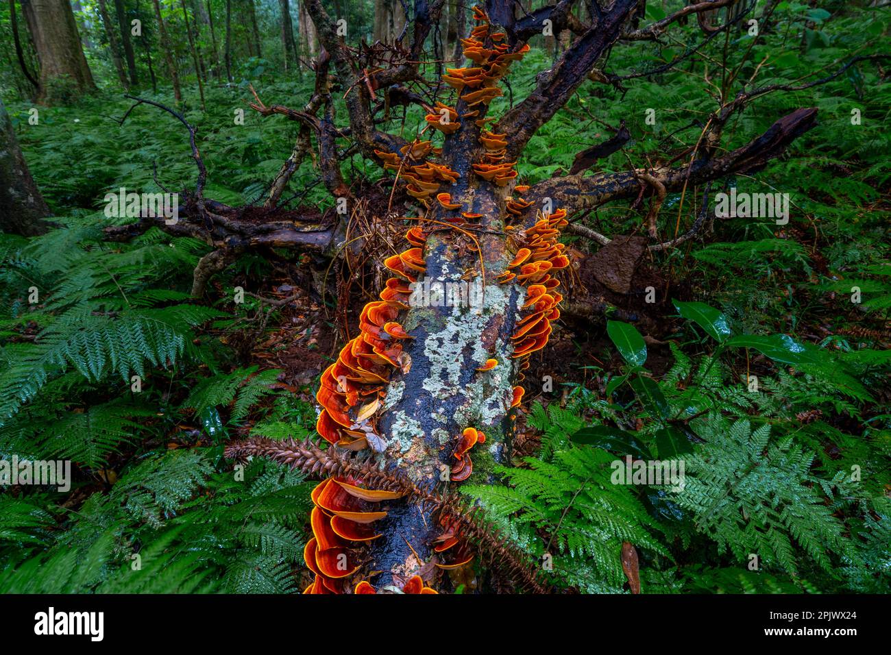 Funghi staffa su un albero caduto, Bunya Mountains National Park, Queensland Australia Foto Stock