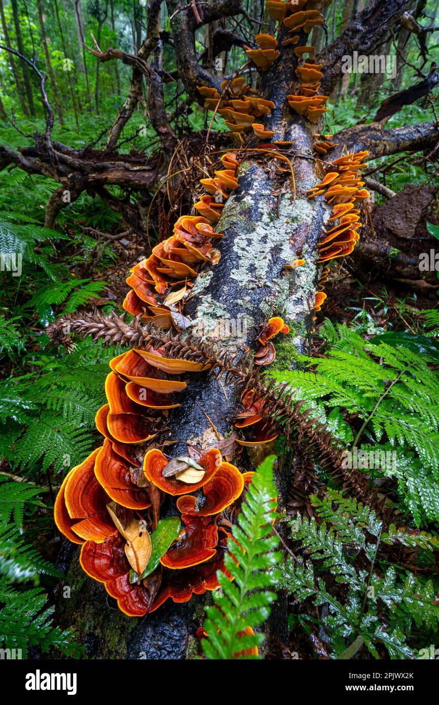 Funghi staffa su un albero caduto, Bunya Mountains National Park, Queensland Australia Foto Stock