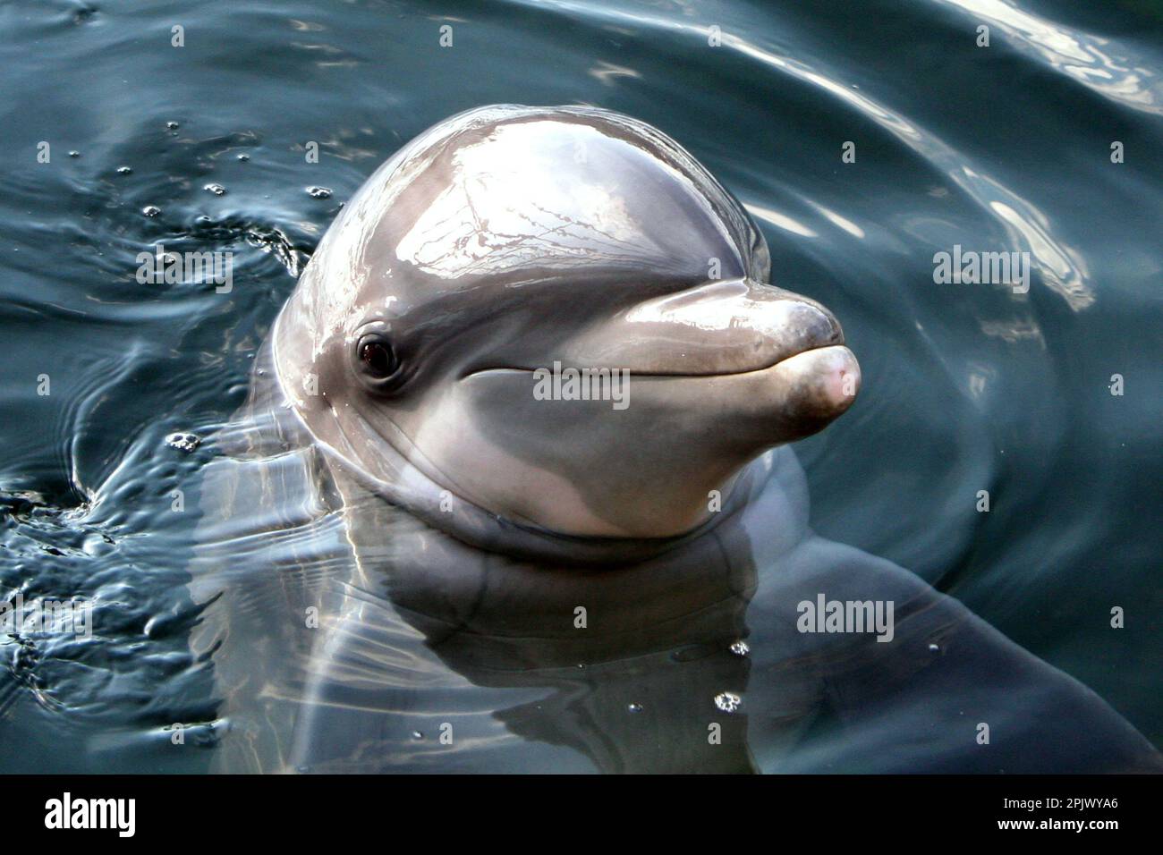 Un bellissimo delfino sorridente e curiosamente guardato intorno in un tranquillo ambiente blu oceano Foto Stock