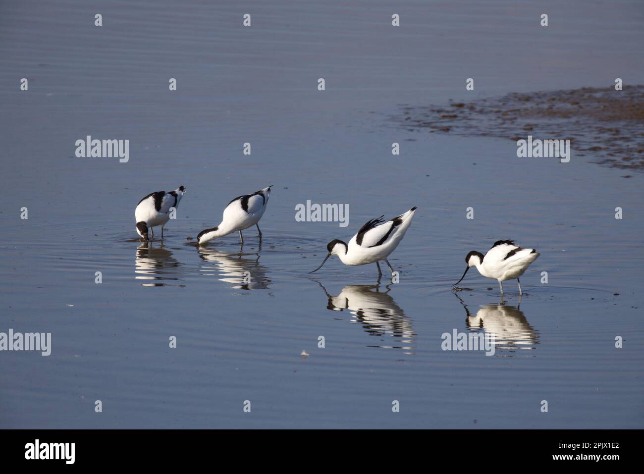 Alimentazione degli avoceti - Recurvirostra avosetta Foto Stock