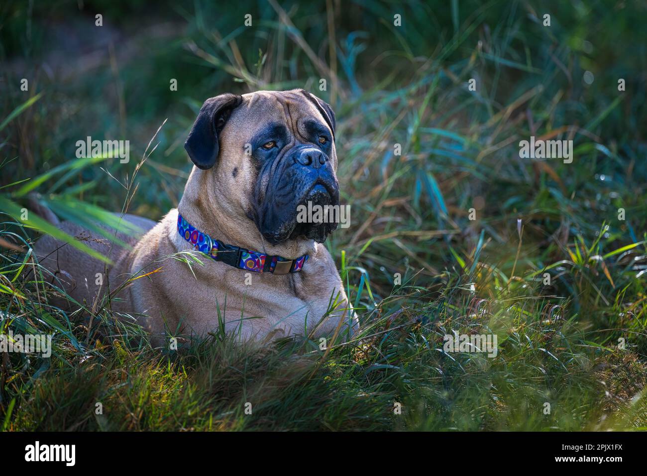 Un Bullmastiff allerta si trova in una lussureggiante erba verde, indossando un colletto e guardando con i suoi occhi saggi e accattivanti Foto Stock