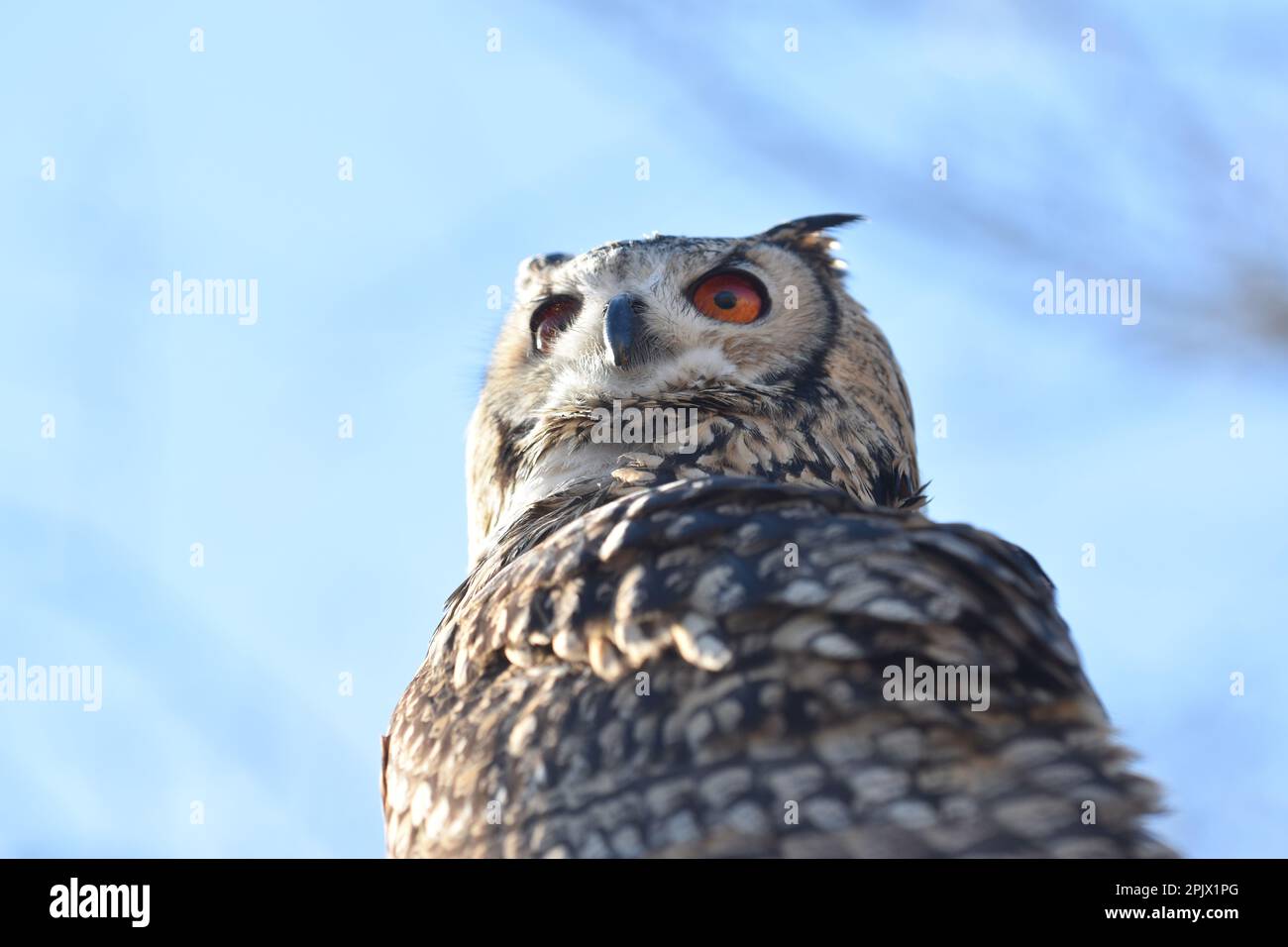 Re gufo nel parco naturalistico Zoom di Pinerolo; Piemonte; Italia Foto Stock