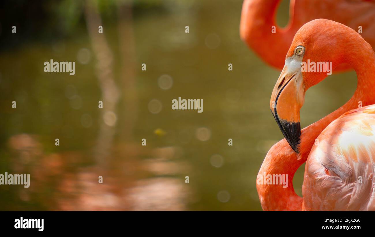 Flamingo guardando lo spettatore con denti affilati che sparano. Foto Stock
