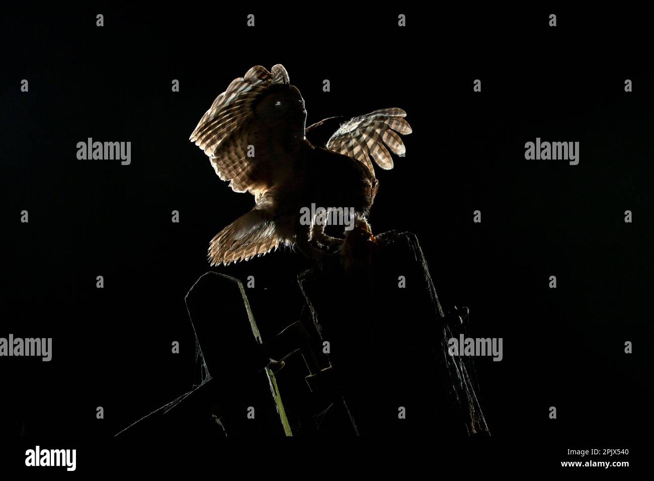 Tawny gufo (Strix aluco) retroilluminato Foto Stock