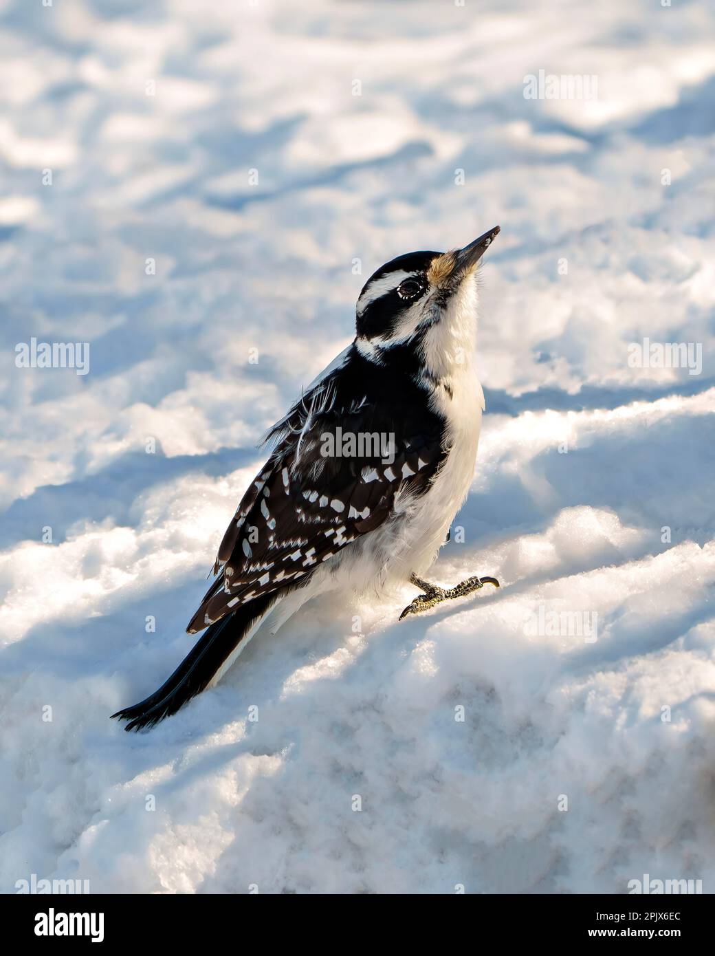 Vista laterale di una femmina Woodpecker in piedi sulla neve e guardando verso il cielo nel suo ambiente e habitat circostante. Foto Stock