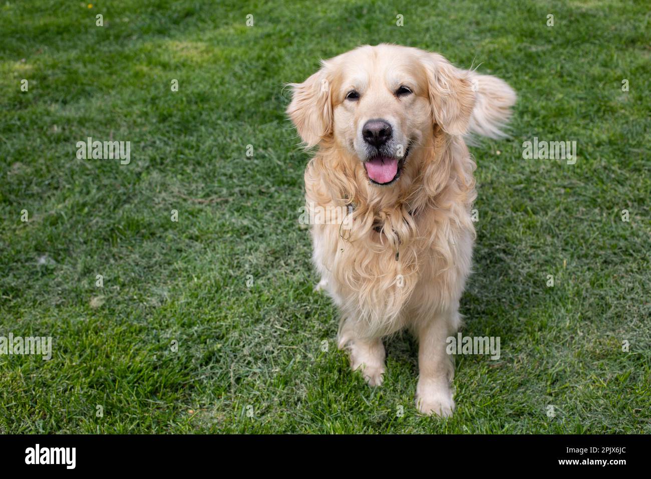 Il Golden Retriever Foto Stock