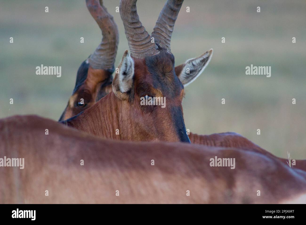 Hartebeest rosso su allarme alto Foto Stock