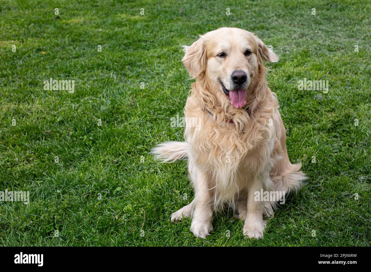 Il Golden Retriever Foto Stock