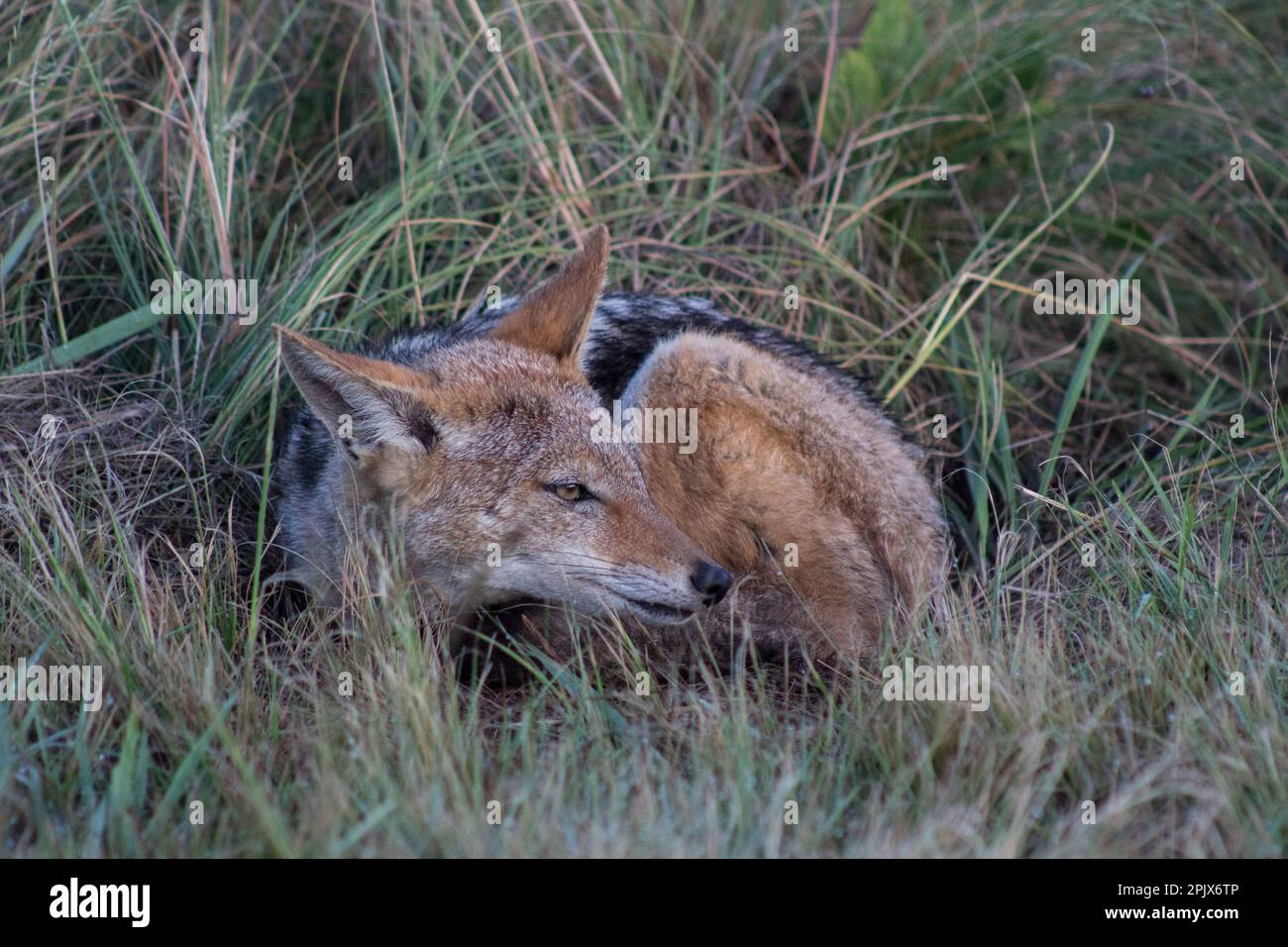 Jackal con dorso nero che giace sull'erba Foto Stock