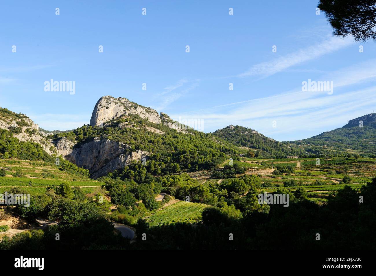 Les Dentelles de Montmirail, quartiere di Vaucluse. Provenza, Francia. Foto Stock