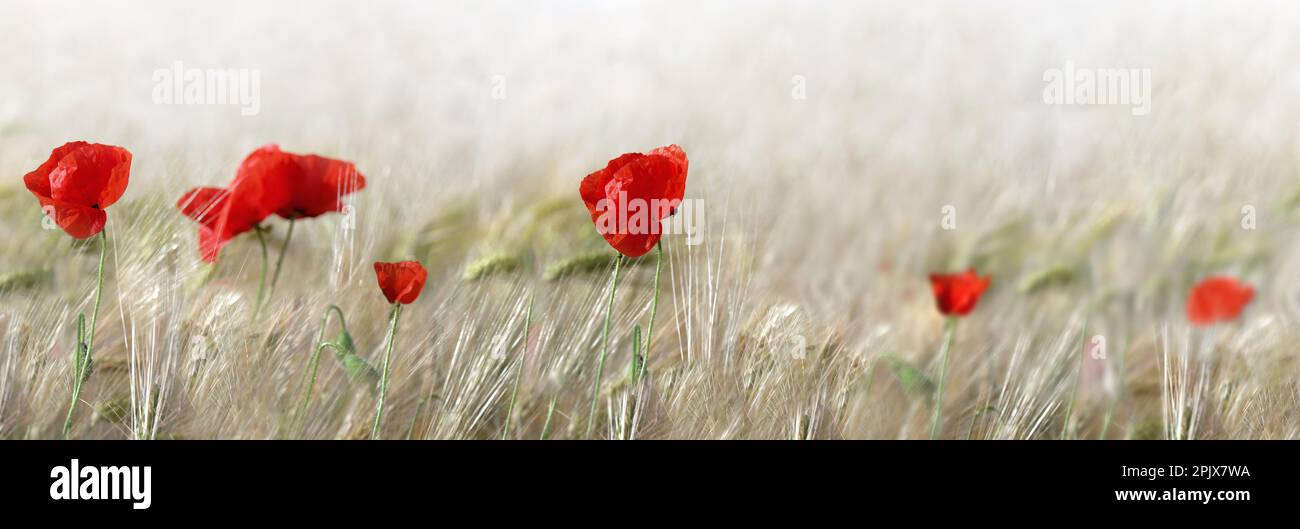 splendida vista panoramica sui fiori di papaveri rossi che fioriscono in un campo di cereali Foto Stock