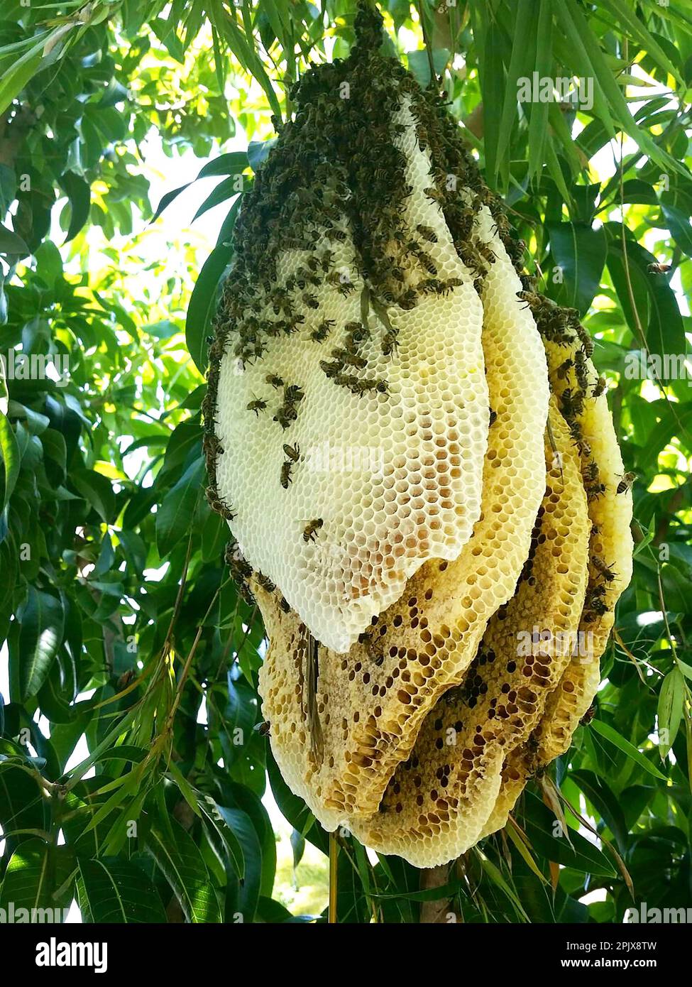 Le api da miele nuotano nell'albero di mango Apis Meliifera Foto Stock