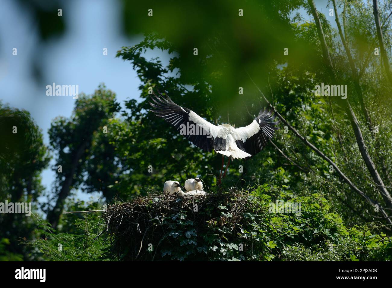 La cicogna bianca (Ciconia ciconia) è un uccello della famiglia dei Ciconiidae. La cicogna bianca (Ciconia ciconia) è un grosso uccello della cicogna fami Foto Stock
