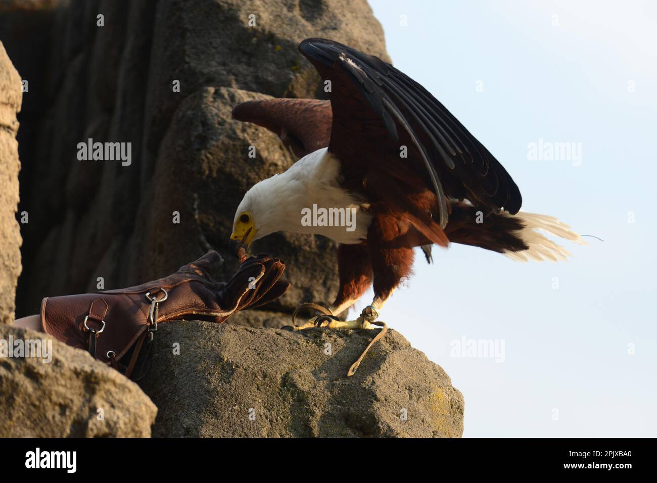 L'aquila calva (Haliaeetus leucocephalus) è un uccello rapace del Nord America, foto scattata in cattività a Zoom, Cumiana, Torino, Piemonte, Ita Foto Stock