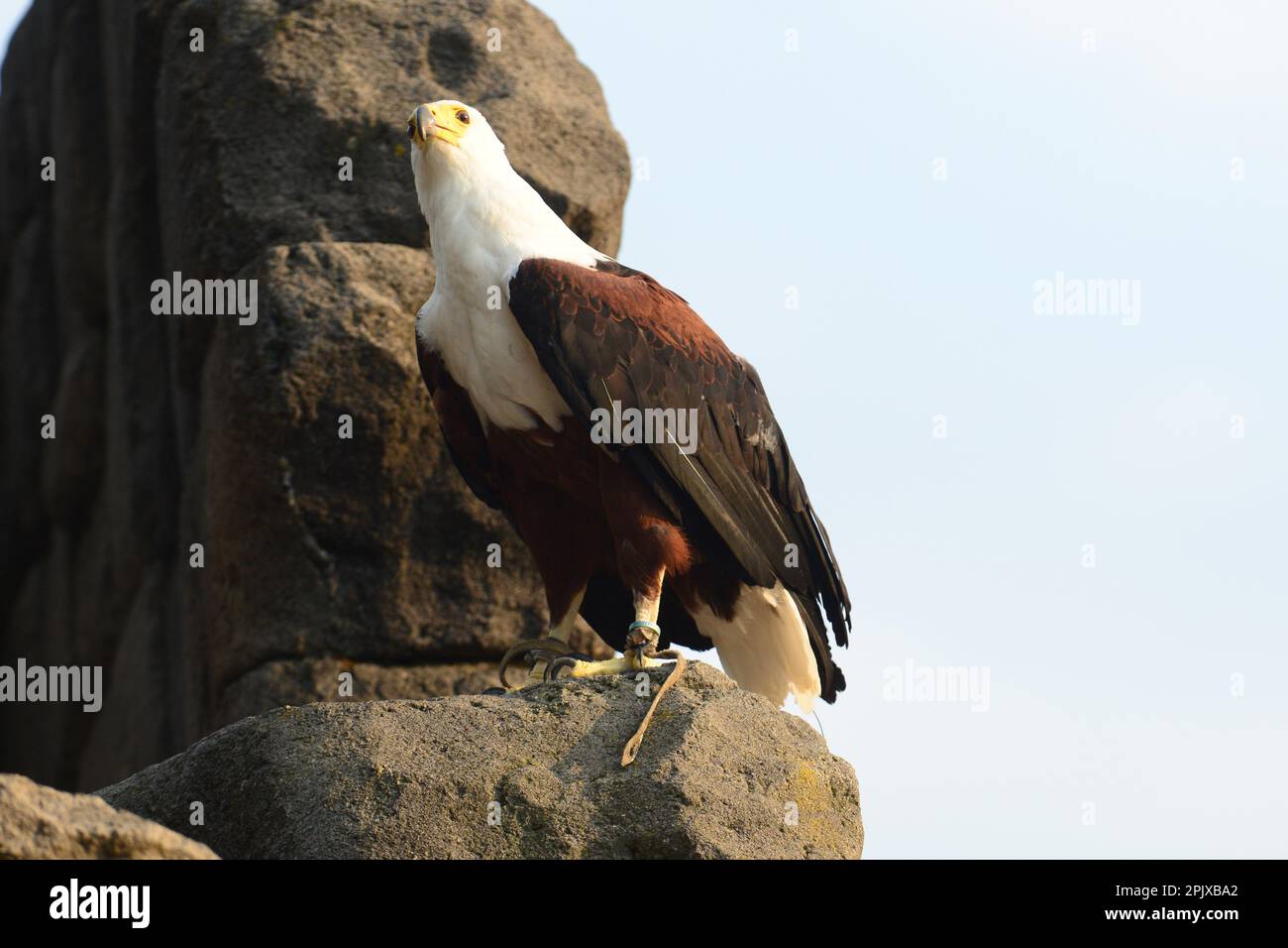 L'aquila calva (Haliaeetus leucocephalus) è un uccello rapace del Nord America, foto scattata in cattività a Zoom, Cumiana, Torino, Piemonte, Ita Foto Stock