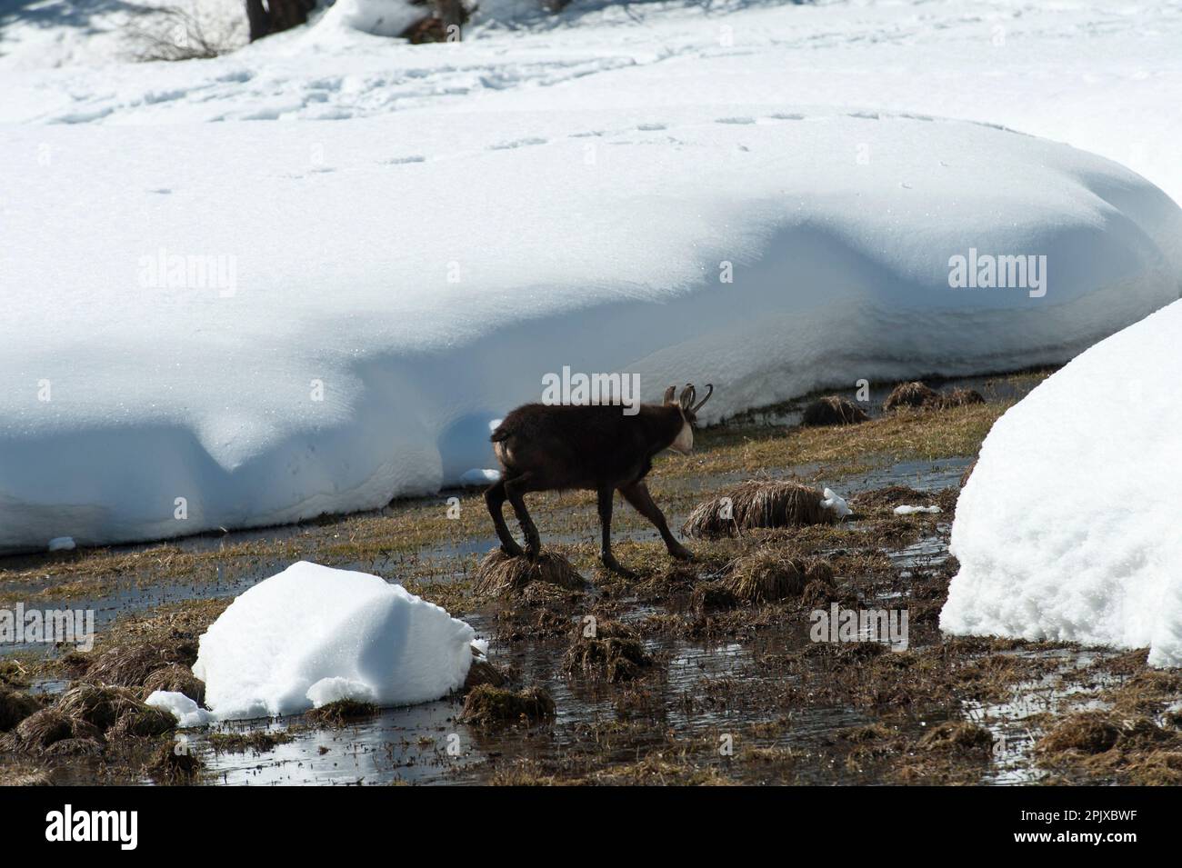 Escursione invernale sulla neve con un bambino di tre anni per avvistare il camoscio nel gruppo Gran Paradiso. Val di Cogne, Valle d'Aosta, Italia Foto Stock