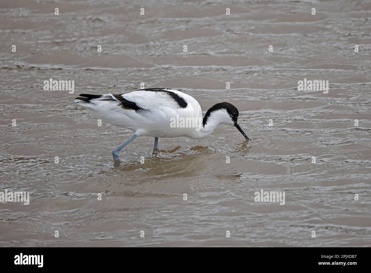 Alimentazione di Avocet al Thornham Norflok Foto Stock
