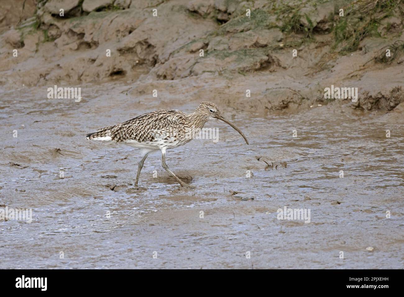 Curlew eurasiatico in una fossa fangosa a bassa marea a Thornham Norflok Foto Stock