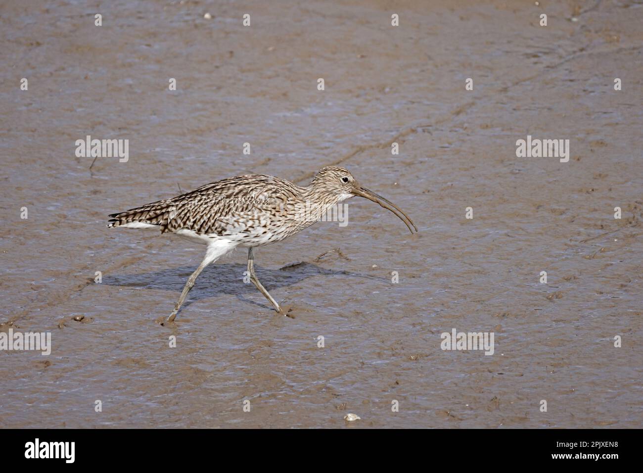 Curlew eurasiatico in una fossa fangosa a bassa marea a Thornham Norflok Foto Stock