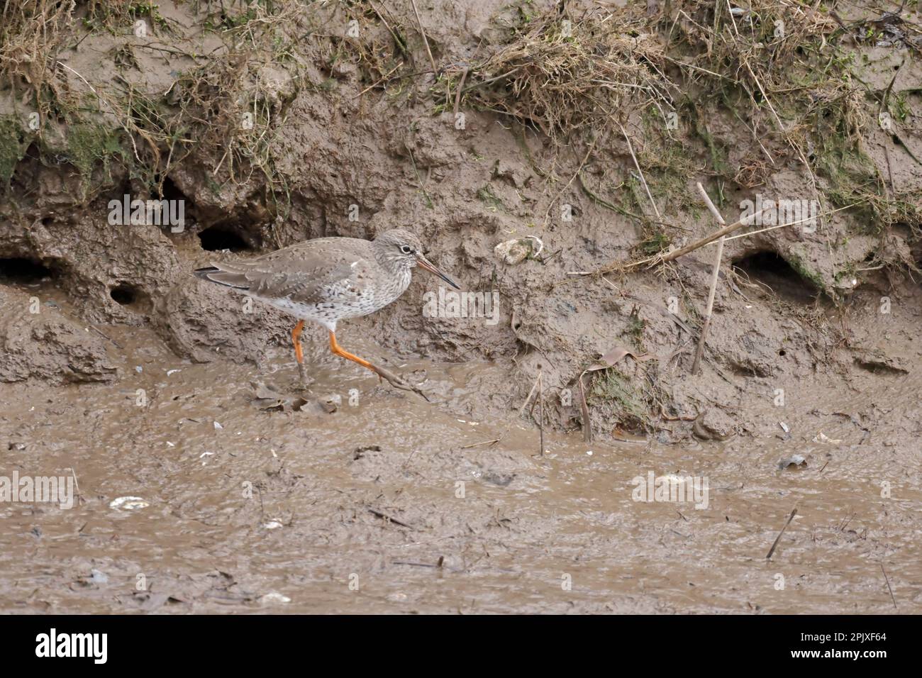 Redshank comune in una fossa con bassa marea a Thornham Norflok Foto Stock