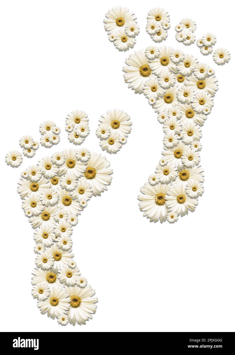 Fiori di margherita disposti in impronte (piedi umani), isolati su sfondo bianco. Stili di vita sani e concetto di conservazione ambientale. Foto Stock