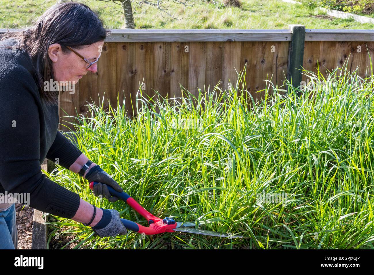 Donna che taglia l'erba di segale seminata su una trama vegetale come un raccolto di copertura. Foto Stock