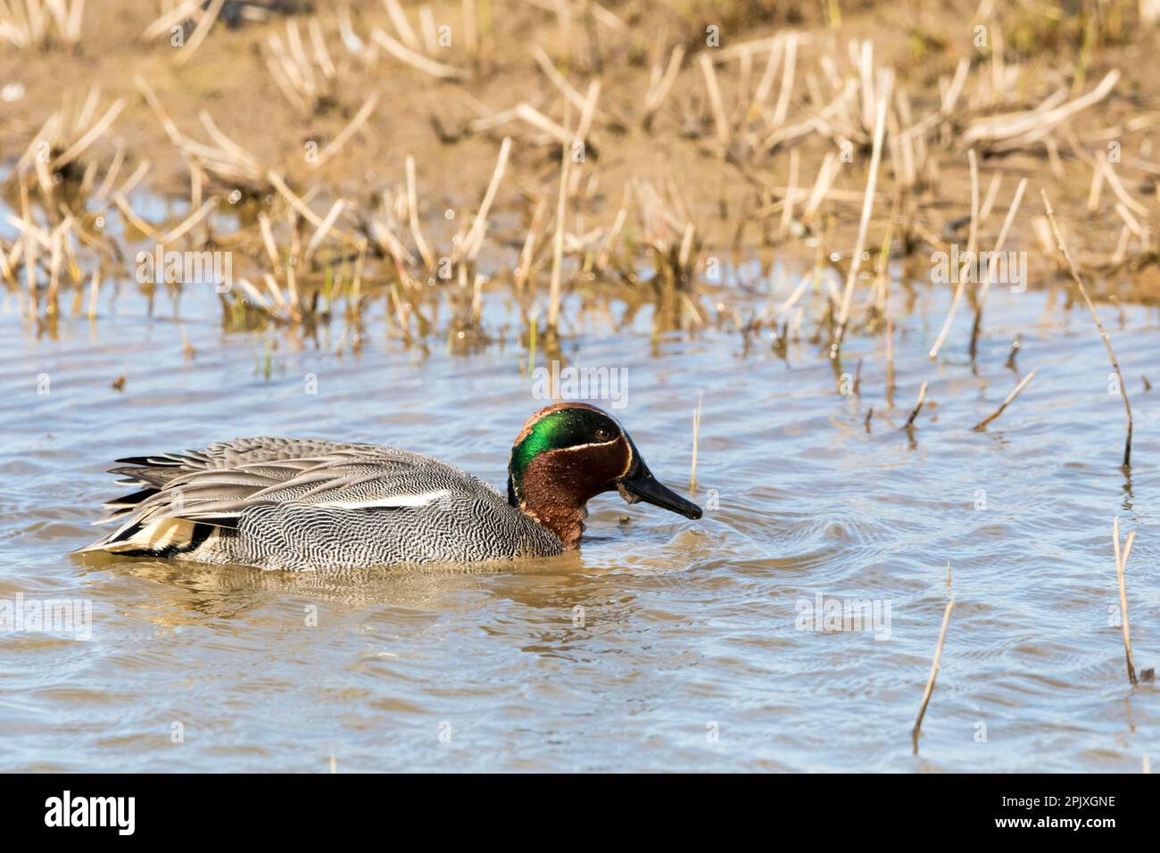 Un capezzolo comune maschile, Anas crecca, a Cley Marshes in Norfolk. Foto Stock