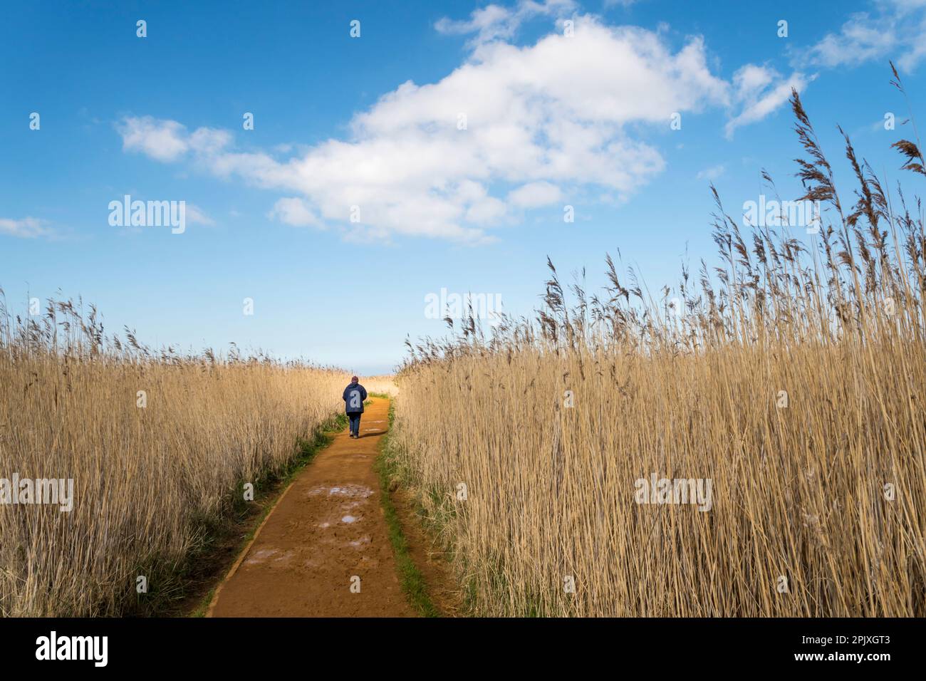 Un birdwatcher su un percorso attraverso le canne a Cley Marshes riserva naturale del Norfolk Wildlife Trust. Foto Stock