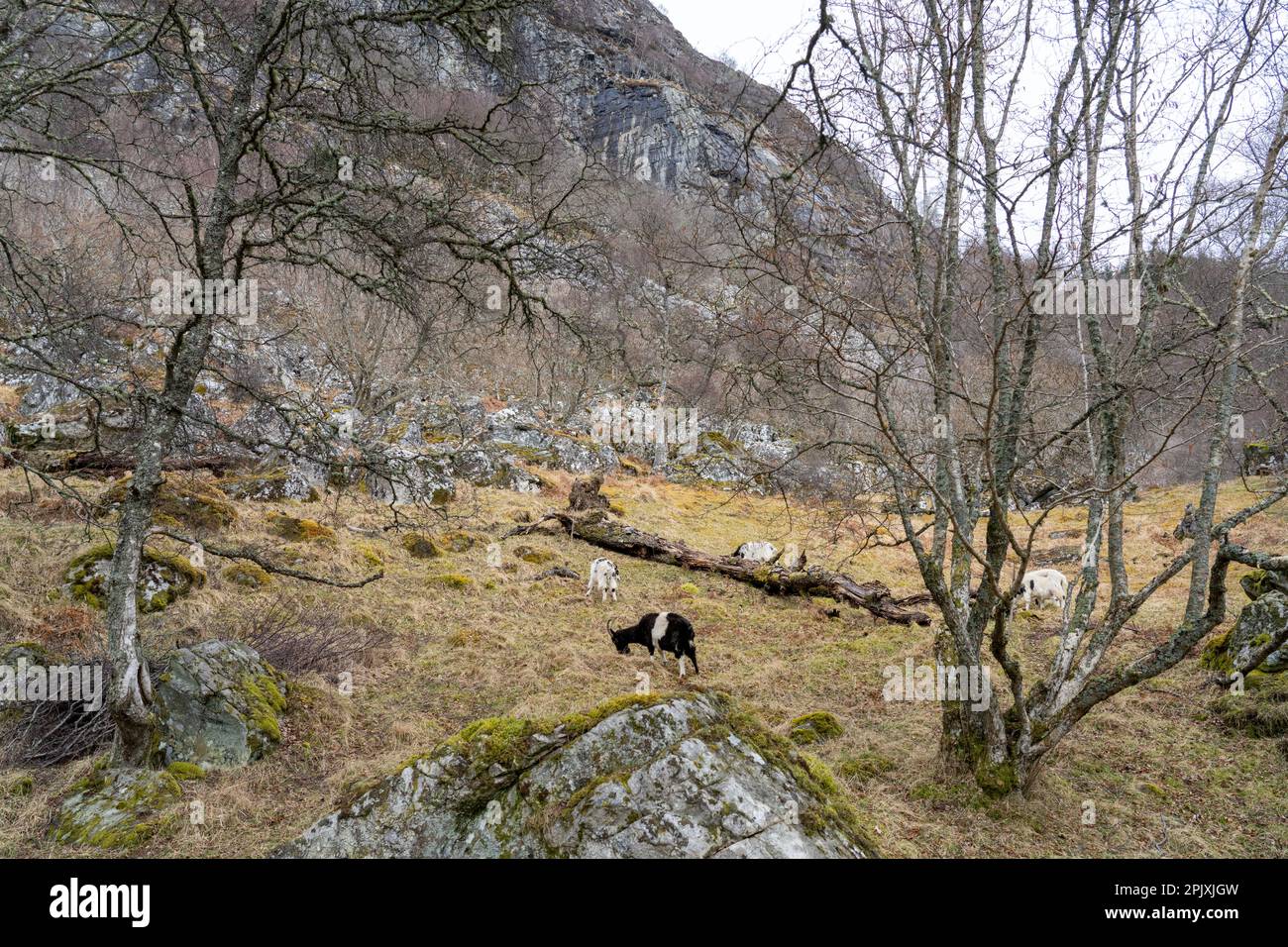 Capre selvatiche britanniche in tipico ambiente di scogliera, scrub e massi. Foto Stock