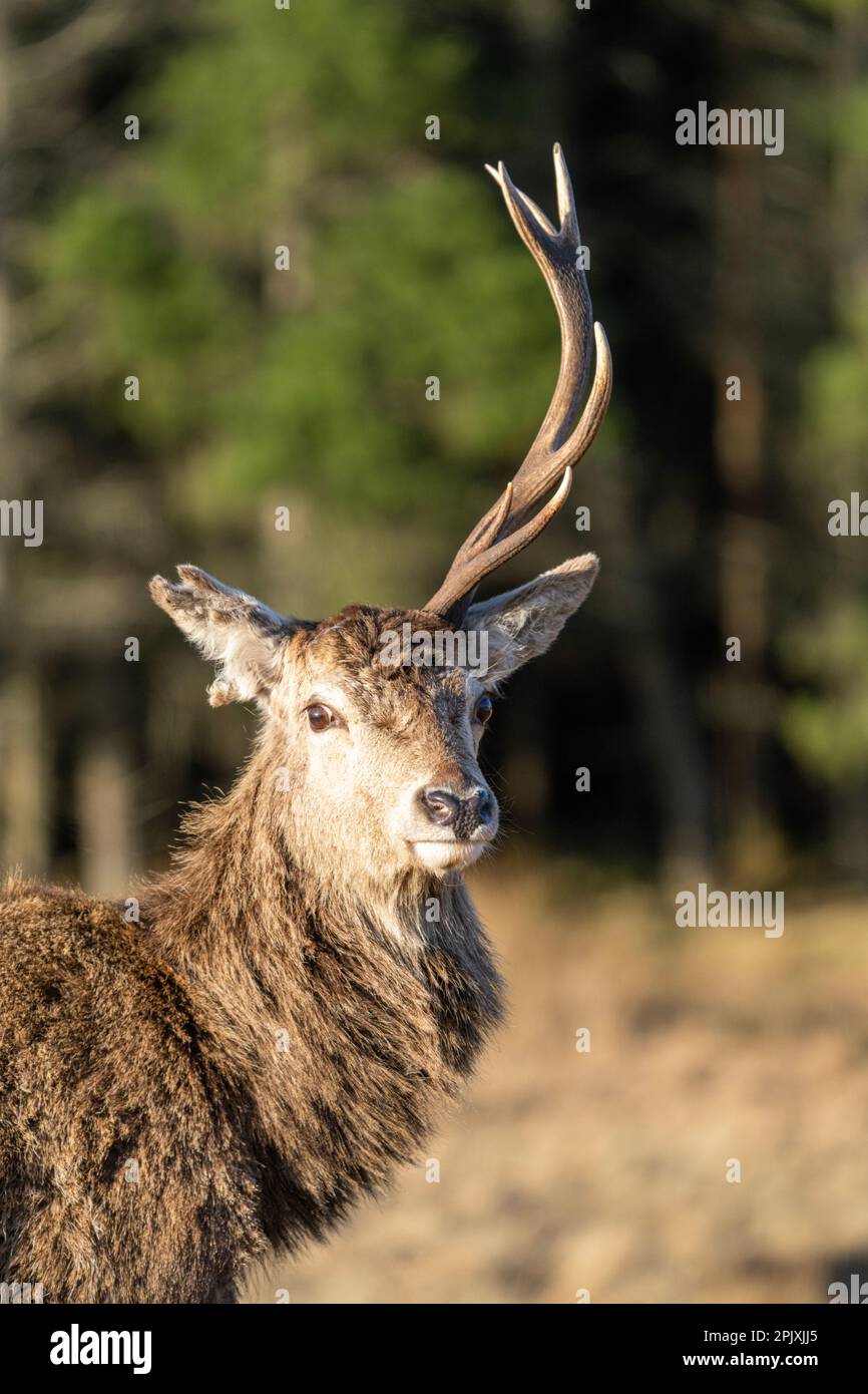 Ritratti di cervo rosso con una sola corna Foto Stock