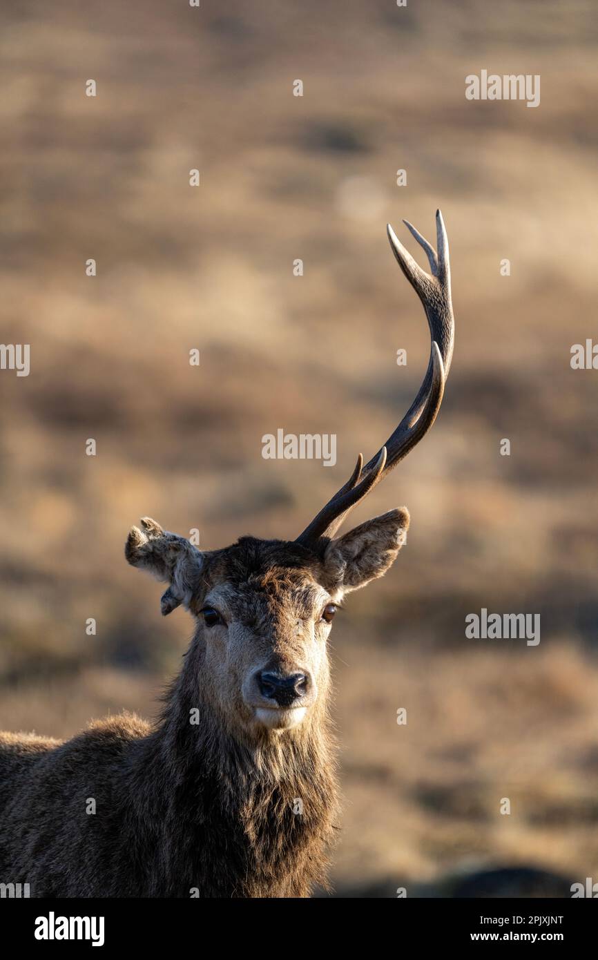 Ritratti di cervo rosso con una sola corna Foto Stock
