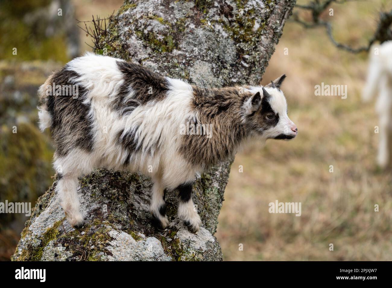 Capretto selvatico sulla base del tronco dell'albero, Scozia. Foto Stock