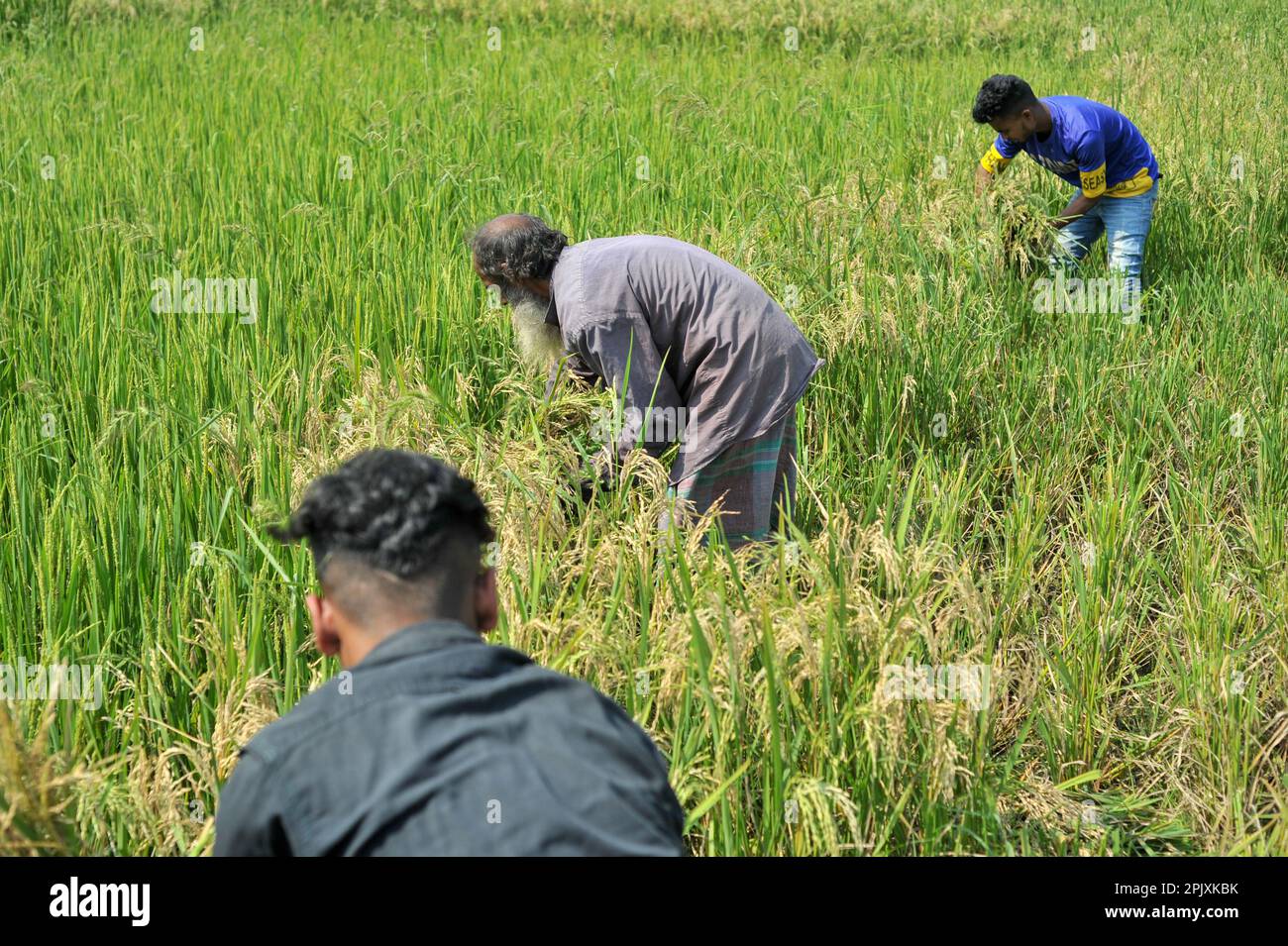 03 aprile 2023. Sylhet-Bangladesh: Jalal mia, un agricoltore di 65 anni di Uftar Haor nell'Unione Khadim Nagar di Sylhet, che ha tagliato i suoi raccolti danneggiati dopo che il fungo ha attaccato l'intero suo campo di coltura. A causa di condizioni meteorologiche avverse, a causa di una pioggia insufficiente nella stagione invernale nel paese, questa malattia da fungo blastica sta colpendo le varietà di riso BRRI-28 e BRRI-29 e anche spruzzando il farmaco non ha prodotto risultati. Il 03 aprile 2023 a Sylhet, Bangladesh (Foto di MD Rafayat Haque Khan/Eyepix Group/Sipa USA) Foto Stock