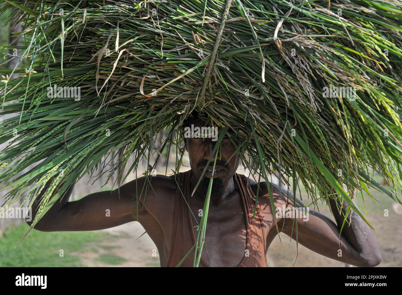 03 aprile 2023. Sylhet-Bangladesh: Un agricoltore della zona di Baish Tilla dell'Unione Khadim Nagar di Sylhet, tornando con la sua risaia. A causa di condizioni meteorologiche avverse, a causa di una pioggia insufficiente nella stagione invernale nel paese, questa malattia da fungo blastica sta colpendo le varietà di riso BRRI-28 e BRRI-29 e anche spruzzando il farmaco non ha prodotto risultati. Il 03 aprile 2023 a Sylhet, Bangladesh (Foto di MD Rafayat Haque Khan/Eyepix Group/Sipa USA) Foto Stock
