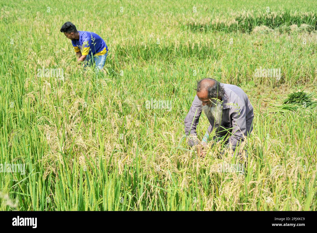 03 aprile 2023. Sylhet-Bangladesh: Jalal mia, un agricoltore di 65 anni di Uftar Haor nell'Unione Khadim Nagar di Sylhet, che ha tagliato i suoi raccolti danneggiati dopo che il fungo ha attaccato l'intero suo campo di coltura. A causa di condizioni meteorologiche avverse, a causa di una pioggia insufficiente nella stagione invernale nel paese, questa malattia da fungo blastica sta colpendo le varietà di riso BRRI-28 e BRRI-29 e anche spruzzando il farmaco non ha prodotto risultati. Il 03 aprile 2023 a Sylhet, Bangladesh (Foto di MD Rafayat Haque Khan/Eyepix Group/Sipa USA) Foto Stock