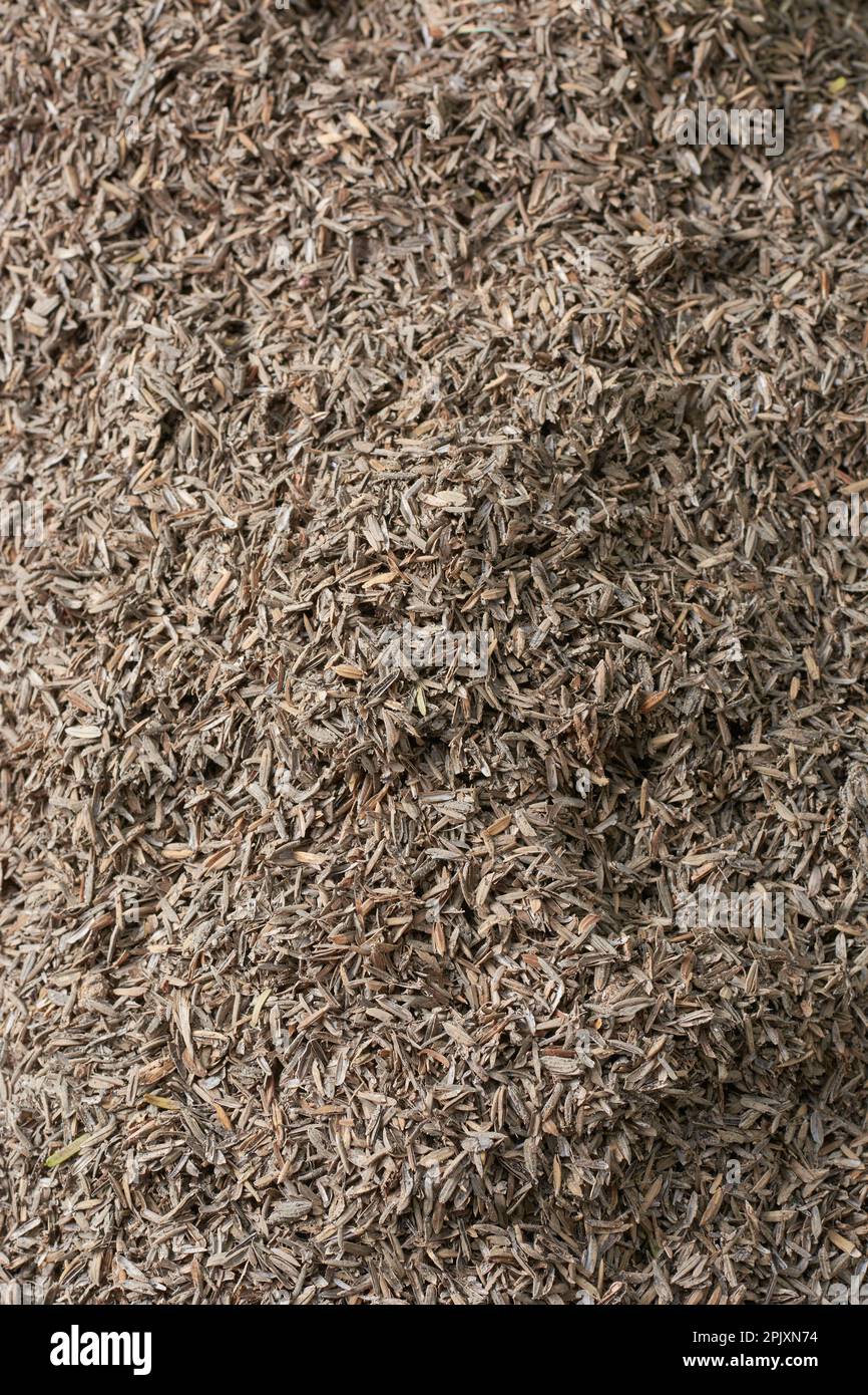 cumulo di buccia di risone o buccia di riso, aka pula di riso gialla, buccia di riso o scafo, strato più esterno del grano di riso mescolato con suolo Foto Stock