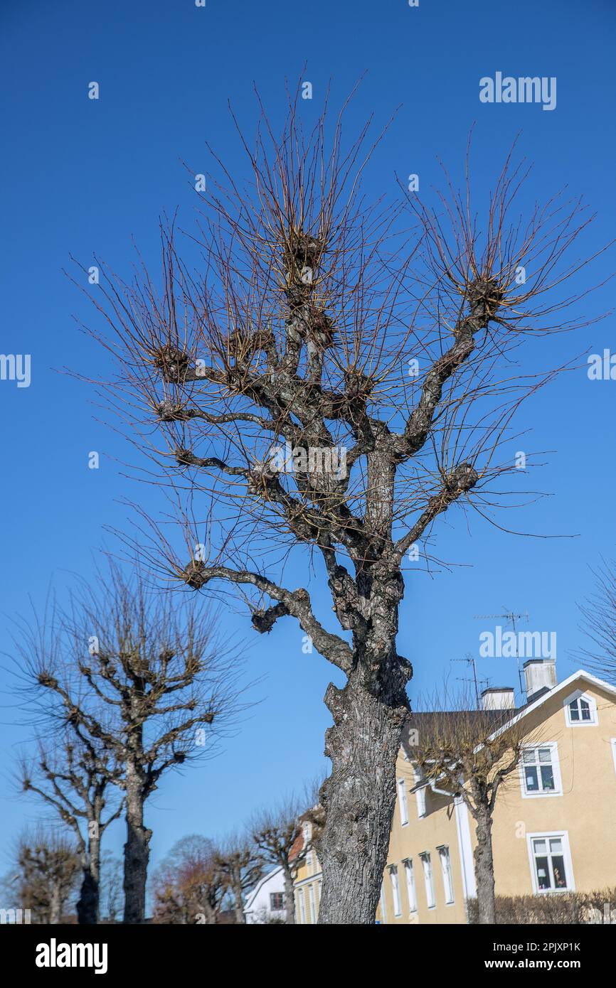 linden albero nel mese di aprile. Malmkoping, svezia, viale di tiglio martellato Foto Stock