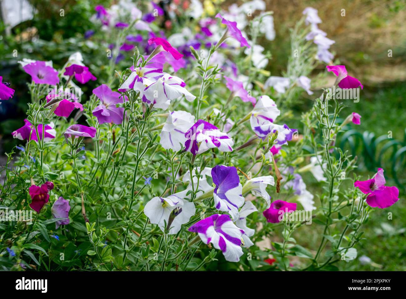 Un bordo di petunie rosa viola e bianche, Petunia x hybrida, con la focalizzazione su quelle più vicine e i fiori che si estendono sullo sfondo Foto Stock