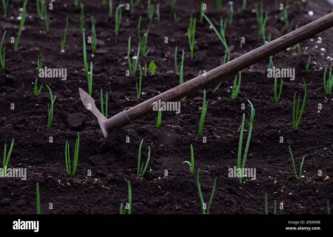 La mano femminile sta allentando il terreno nel giardino con di attrezzo del giardino Foto Stock