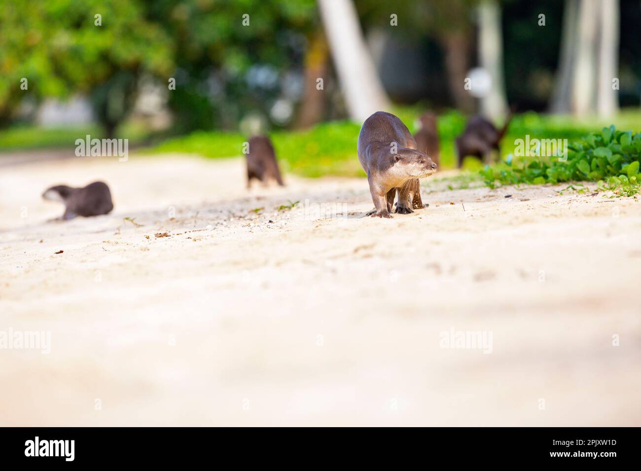 La famiglia delle lontre rivestite liscia si sposta attraverso la terra verso un vicino fiume di mangrovie mentre il profumo del patriarca segna la spiaggia, Singapore Foto Stock