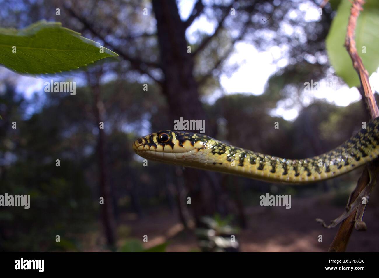 Coluber viridiflavus (Biacco) (serpente WIP occidentale). Pineta di Baratz. Sassari. Sardegna, Italia Foto Stock