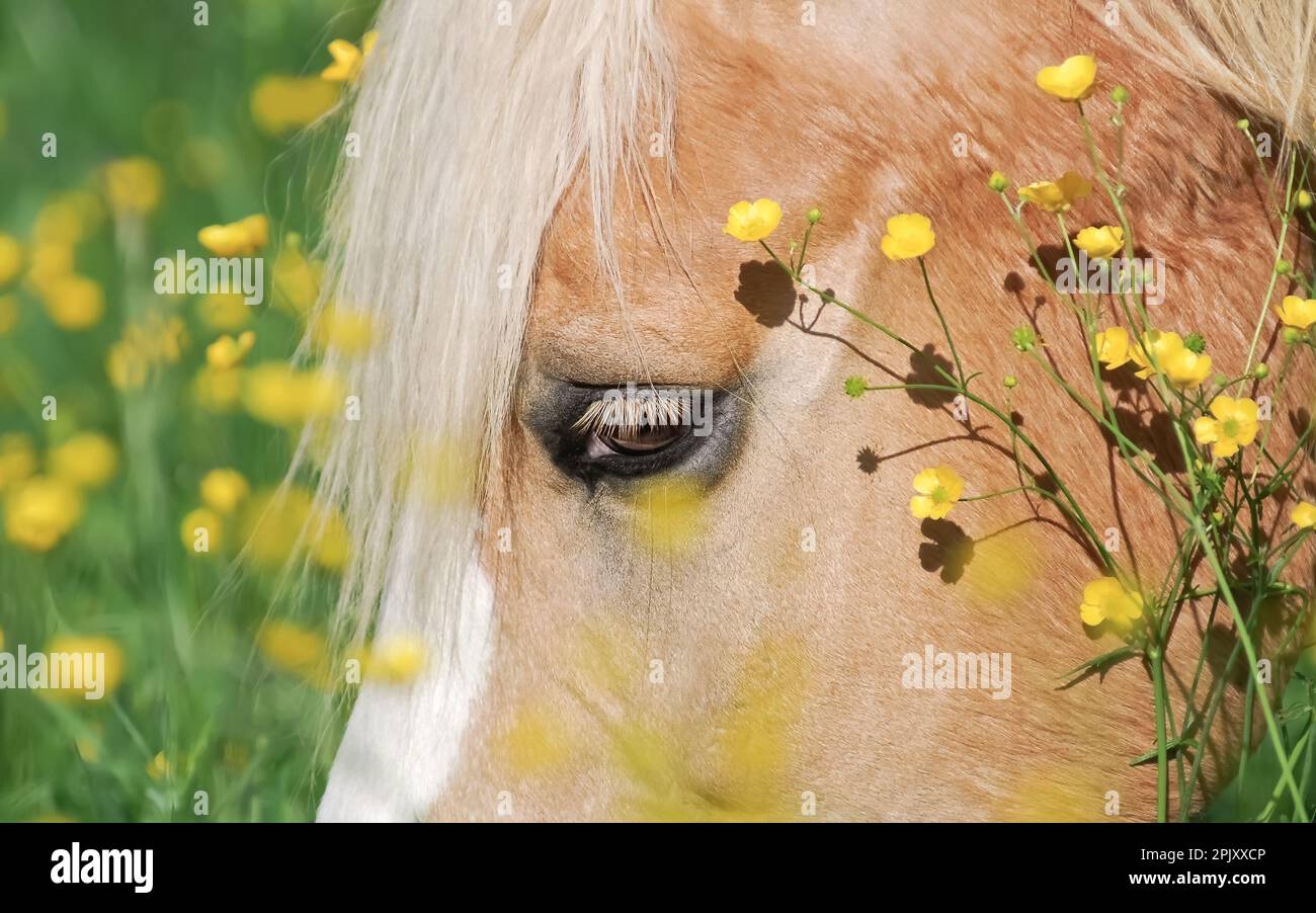 Cavallo Haflinger, primo piano della testa e un occhio in un prato con fiori di coppa Foto Stock