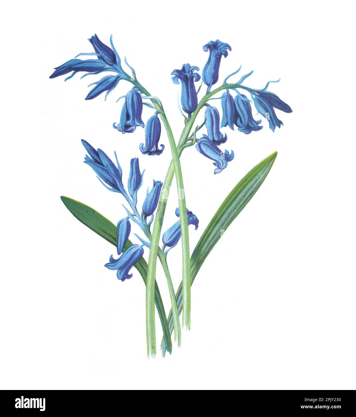 Fiore di Hyacint. Antica illustrazione di fiori disegnati a mano. (Hyacinthus orientalis) Fiori d'epoca e antichi. illustrazione di fiori di giacinto selvatico. Foto Stock