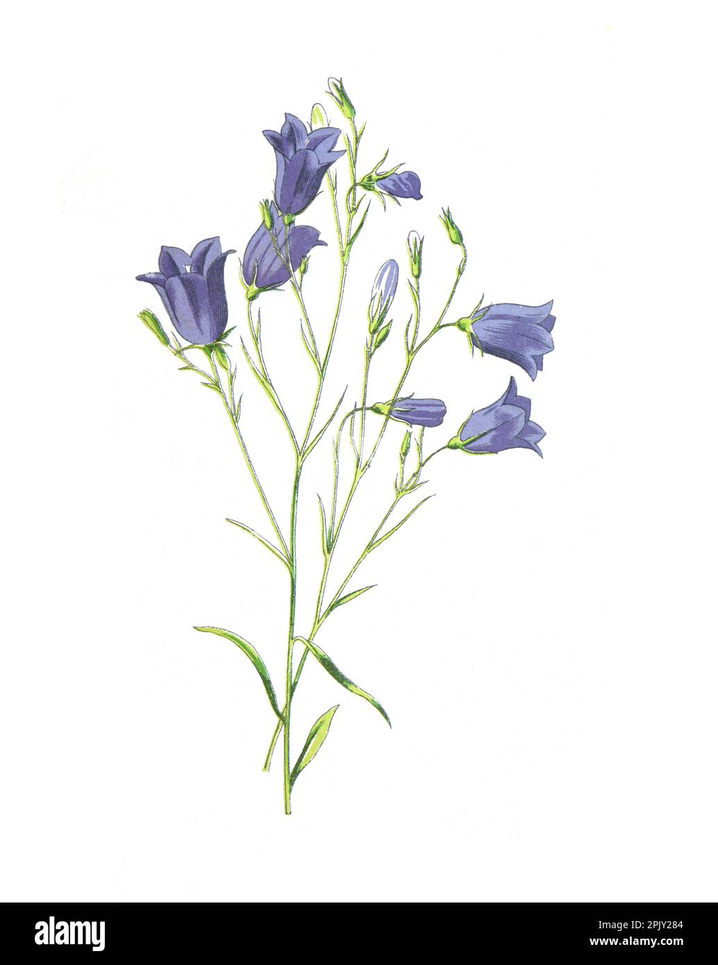 Campanula rottnundifolia fiore. (l'harebell, il bluebell scozzese o il bluebell della scozia). Fiori antichi disegnati a mano Illustration.Vintage fiore selvatico Foto Stock