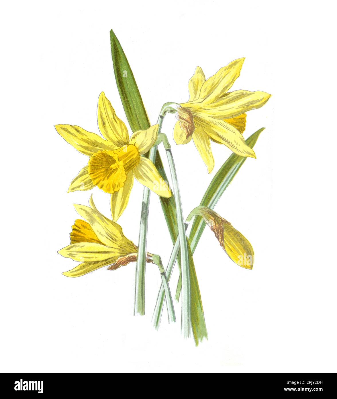 Narcissus fiore. (Dafodils). Antica illustrazione di fiori disegnati a mano. Fiori vintage e antichi. fiore selvaggio illustrazione.19th ° secolo. Foto Stock